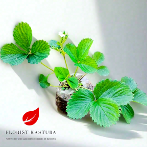 Bibit pohon tanaman strawberry california buah merah