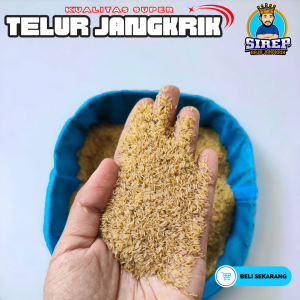 Telur jangkrik alam sliring kualitas bagus fresh tanpa di tandon bibit jangkrik murni