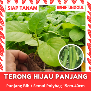 (50 Batang) Bibit Semai Terong Hijau Panjang Kualitas Unggul Siap Tanam