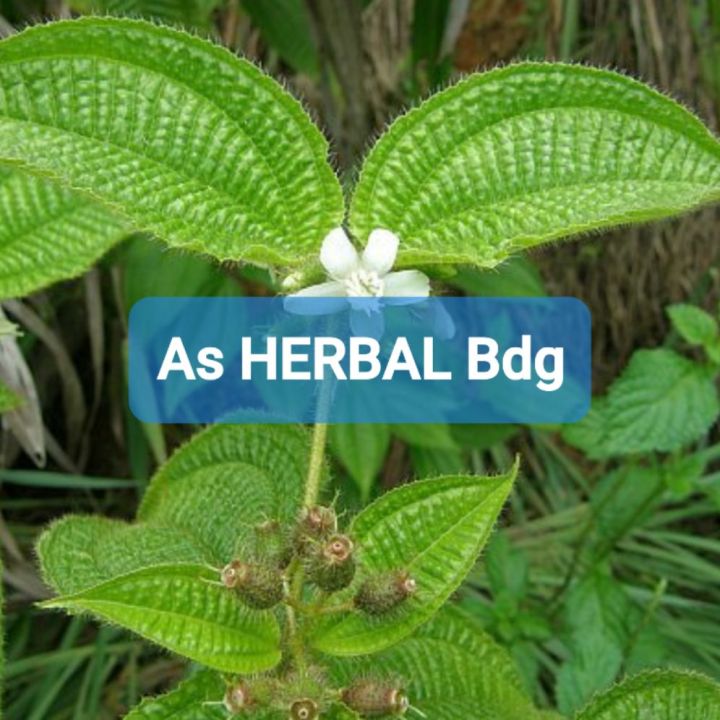 Daun harendong atau senduduk bulu clidemia hirta segar 250 gram