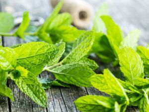 Mint Tea Aroma Plant Spearmint Mentha Spicata 20 Seeds