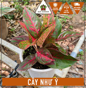 Cây Như Ý (2-3 thân) - Tổng thể tầm 20-30 cm - Kiểng lá sang trọng mang tài lộc!