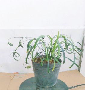 Cây Ngãi xoắn (cây mến khách) size nhỏ treo trang trí trước cửa hàng quầy thu ngân trang trí nội thất.