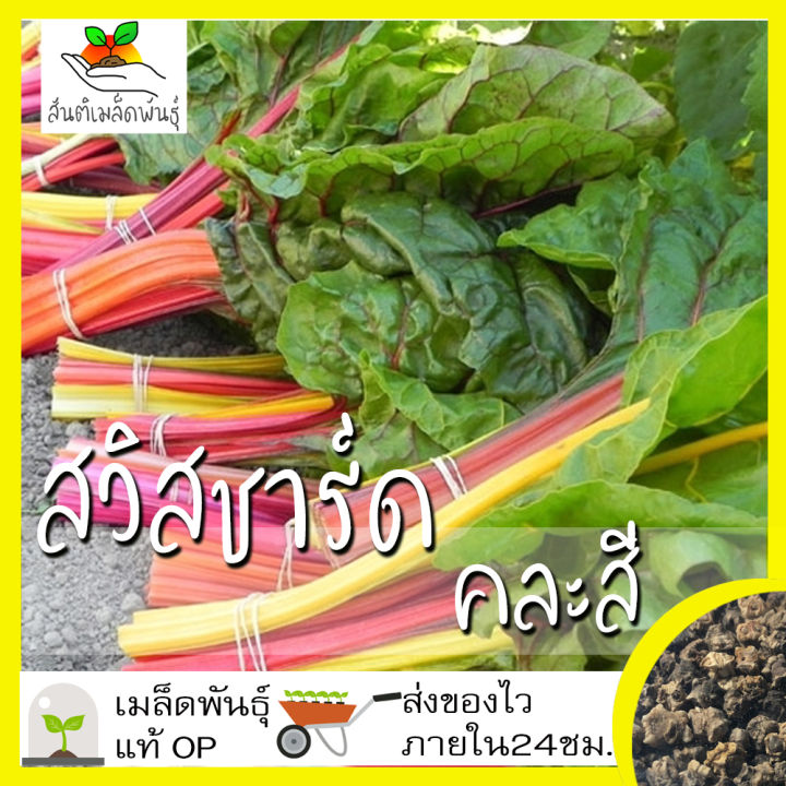 เมล็ดพันธุ์สวิสชาร์ดคละสี 100 เมล็ด นำเข้า