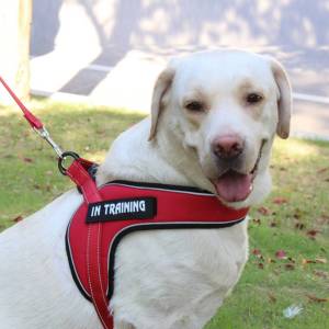 Sentexin Reflective Chest Vest Harness: The Ultimate Guide for Medium & Large Dogs