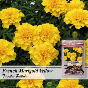 Now 20 seeds! French Marigold Yellow Flower Seeds