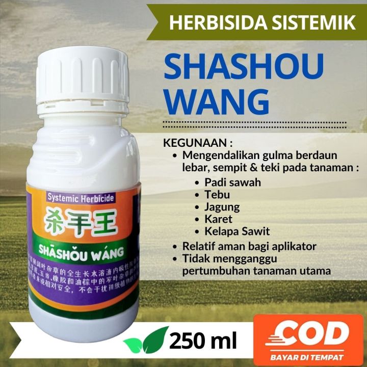 SHASHOWANG PENGENDALI GULMA UNGU HERBISIDA RACUN RUMPUT GULMA AMAN PADA ...