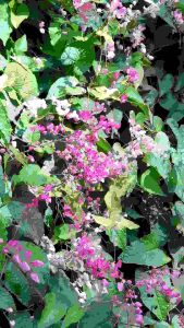 Biji benih bunga Air Mata Pengantin x 35 biji (Antigonon leptopus) AMP Kesukaan Kelulut dan lebah