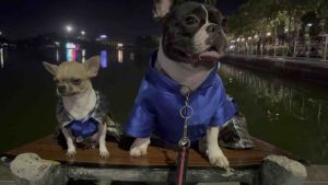 ชุดไทยสุนัข ชุดคู่ไทยประยุกต์ ชุดไทยน้ำเงิน ชุดน้องหมาน้องแมว ชุดออกงาน ชุดออเจ้า เสื้อผ้าสุนัขเสื้อผ้าแมว