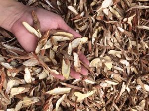 Sâm cau đỏ phơi khô (gói 500g) tăng cường sinh lý nam tăng ham muốn tráng dương bổ thận