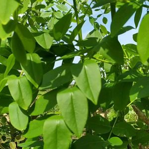 Manfaat Daun Kaliki & Herbal Alami Untuk Kesehatan