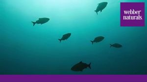 Webber Naturals Fish Oil 2850 mg High Potency 1800 mg-3 per Serving 120 Clear Enteric Softgels No Fishy Aftertaste Ultra-Purified Supports Heart Cognitive and Joint Health