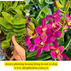 denro phượng hoàng hồng lá mít bông to cây sẳn chậu f12 đướng ngọn sắp hoa hoặc đang nụ tùy thời điểm khỏe mạnh cứng cáp