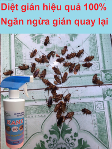 Thuốc diệt gián kiến sinh học Nhật Bản Kane hiệu quả cao diệt trứng gián ngăn ngừa gián sinh sản diệt gián tận gốc an toàn cho người sử dụng