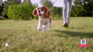 Hills Science Diet Sensitive Stomach & Skin Puppy Stomach & Skin Sensitivity Support Dry Dog Food Salmon & Brown Rice 4 lb Bag