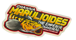 STICKER LABEL CHANNA PREDATOR IKAN HIAS TROPICAL Hologram premium anti air