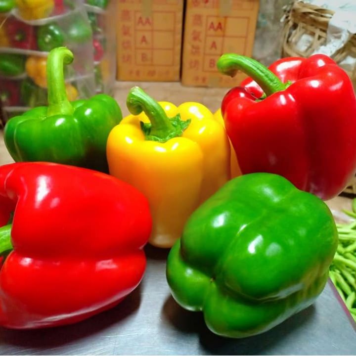 เมล็ดพันธุ์พริกยักษ์หวาน คละสี ผลดก