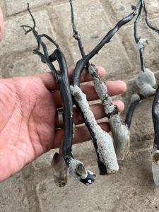 Bahan Akar Bahar Hitam Bonggol Size Kantoran Untuk Kerajinan Gelang