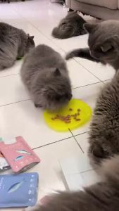 Coucou wet food per 12 x85 gram makanan kucing basah 1 dus