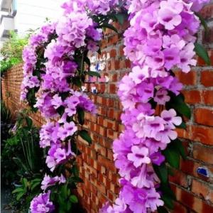 Garlic Vine (Mansoa hymenaea) - - Pokok Bunga Bawang - लहसुन बेल Garlic Vine – Fragrant Leaves Purple Blooms Climbing Vine Pest Repellent Fast Growing LIVE PLANT