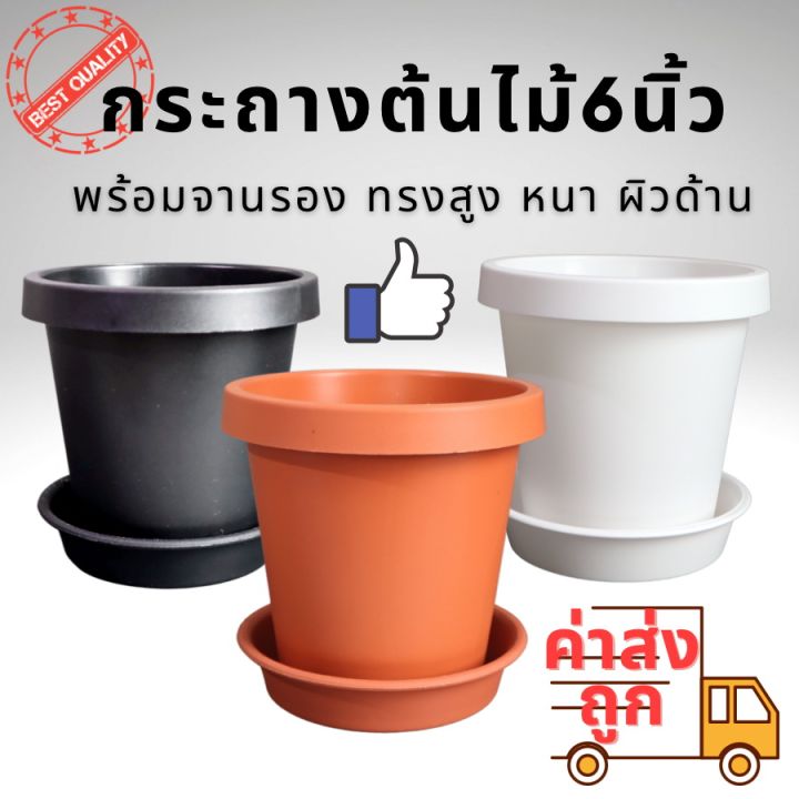 กระถางทรงสูงผิวด้าน 6 นิ้ว สำหรับแคคตัส