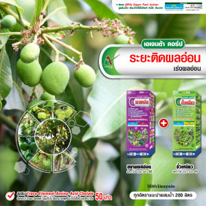 ชุดขยายผลอ่อน ขั้วเหนียว มะม่วง เอเจนต้า คอร์ป ขั้วผลเหนียว ลดผลร่วง ป้องกันผลแตก (แพ็กคู่ 1 ลิตร)