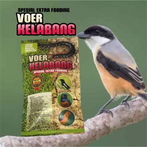 PAKAN BURUNG VOER KELABANG UNTUK BURUNG BERKICAU
