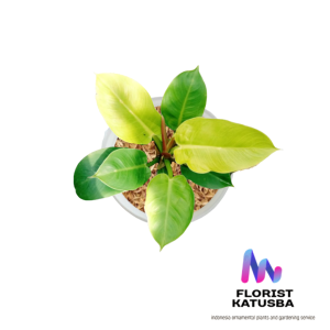 tanaman hias philodendron monligh ukuran sedang