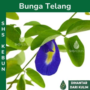 Bunga Telang Butterfly Pea Bunga Biru Blue Pea Kembang Telang 蝶豆花 SHS Kebun