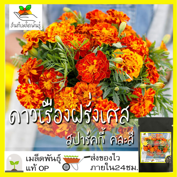 เมล็ดพันธุ์ดาวเรืองฝรั่งเศส สปาร์คกี้คละสี 150 เมล็ด