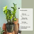 Cây kim tiền (cao 20 - 30cm), cây cảnh phong thủy trồng trong nhà trang trí nhà cửa, mini để bàn Colorland Garden.. 