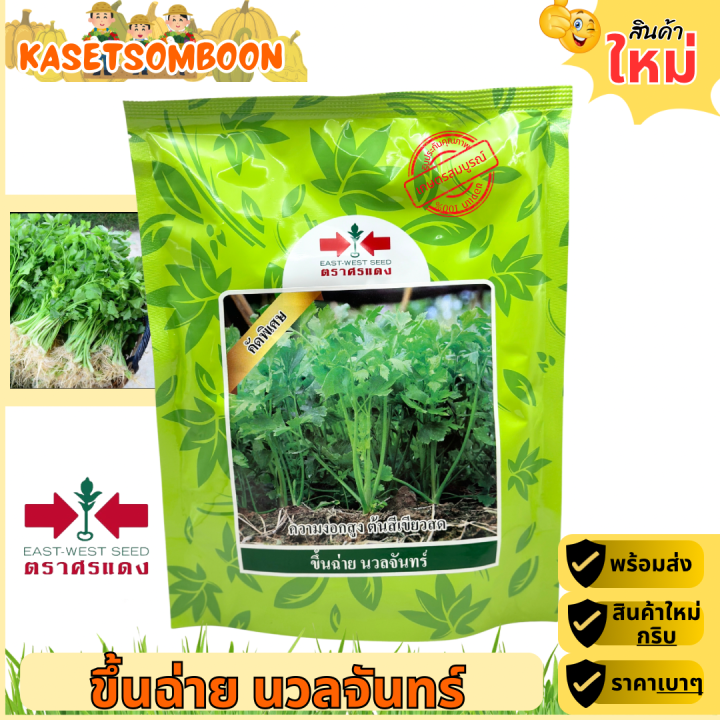 ขึ้นฉ่าย นวลจันทร์ เมล็ดคื่นฉ่ายศรแดง 350 กรัม ปลูกง่าย