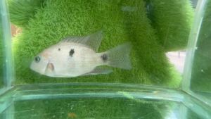[Livestock] regans cichild | Live Pet fishes | Small Medium Animal | Aquarium fish | Aquatic