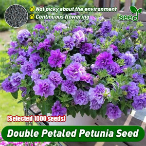 [Selected Seeds 1000pcs] 100% Authentic Mexican Petunia Seed for Planting and Gardening Hanging Petunia Flowering Plants Seeds Balcony Potted Petunia Live Plants Indoor Plants Real Plants Home Garden Decor Morning Glory Flower Seeds Easy To Grow Flowers