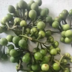 jual buah cepokan atau takokak 500 grm buat Obat herbal mata minus