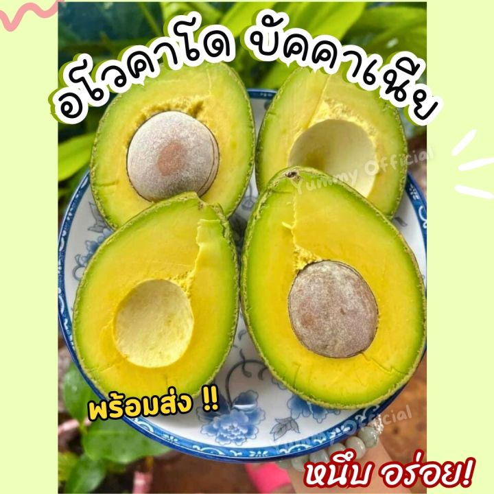 วิธีสร้าง get request ใน python... HoT จัดดส่งฟรี!!! Avocado อโวคาโด =1กิโลกรัม= พันธุ์บัคคาเนีย อโวคาโด้ ...