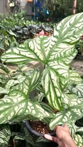 กนกลายไทย Cercestis mirabilis 8"Pot" กระถาง 8 นิ้ว