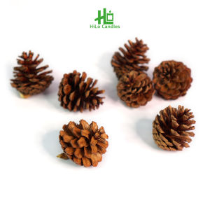 Quả Thông - Trái Thông Khô Trang Trí Giáng Sinh Noel - HiLo Candles