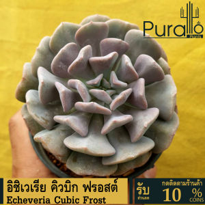 ต้นไม้อวบน้ำ กุหลาบหิน อิชิเวเรีย คิวบิค echeveria cubic frost กระถาง 4 นิ้ว #Echeveria #อิชิเวเรีย