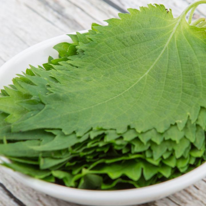 Green Shiso Seeds Vegetable Seeds (not plants) | Lazada PH