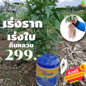 กระตุ้นการแตกราก ขยายช่องว่างเม็ดดิน เพิ่มออกซิเจนในดิน ต้นพืชแข็งแรง ปุ๋ยลมเบ่งผง1กระปุก ชะรอการสลายตัวของปุ๋ยเคมี พืชกินปุ๋ยได้99% พร้อมจัดส่ง