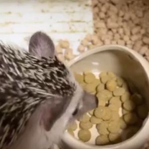 อาหารเม่นแคระ Marikan มารุคังจากญี่ปุ่นแท้ๆ