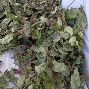 TERMURAH DAUN WARU LANDAK KERING 500 GRAM