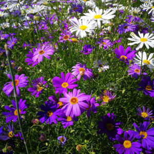 🌼🌸 50 เมล็ด ดอกเบญจมาศรัศมี คละสี ราคาซองละ 16 บาท สินค้าพร้อมส่งทันที 🌸🌼 ปลูกง่าย ความหมายดี สดชื่น มีชีวิตชีวา ออกดอกได้ตลอดปี เหมาะสำหรับปลูกประดับ กลีบดอกสวยสด ปลูกในกระถางได้ สดชื่น มีชีวิตชีวา ราคาซองละ 16 บาท 🌼🌸