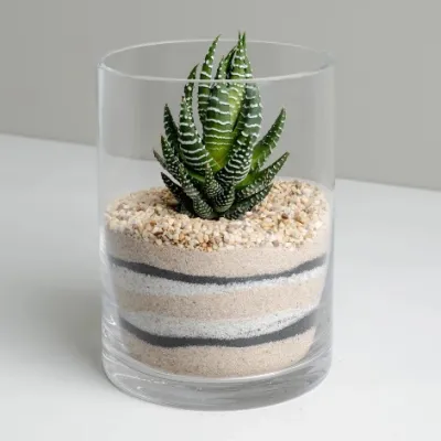 Elegant Plant Terrariums Displays in 15 x 15 cm Glass Cylinders
