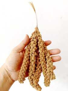 isi 5 Tangkai JEWAWUT Kuning / yellow millet foxtail