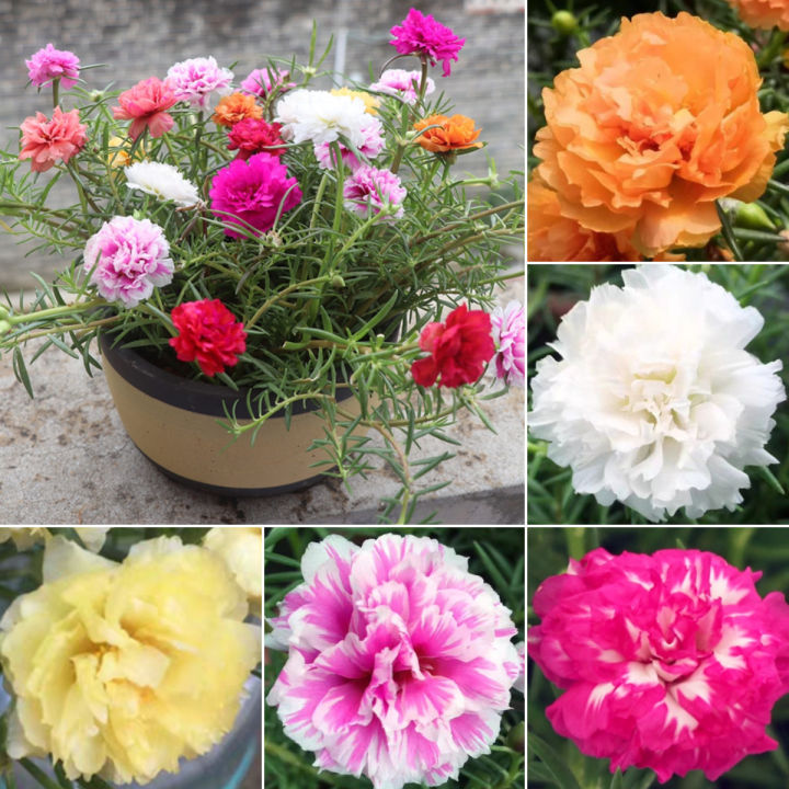 （hot Sale）Singapore Ready Stock 1000pcs Beautiful MultiColor Portulaca