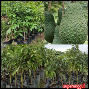 Tanaman Pohon Alpukat Pinkerton Batang Besar  Siap Berbuah COD
