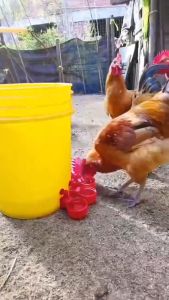 3/5/15PCS Auto Chick Water Drinker Poultry Automatic Water Dispenser Chicken Waterer Feeder Poultry