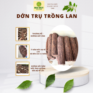 Dớn Trụ Ghép Lan Và Kiểng Lá - Mai Huy - Msp 3224